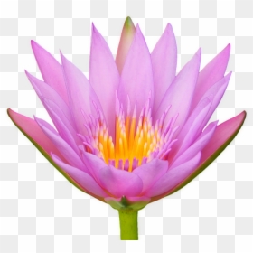 Lotus, Flower, Water Lily, Flora, Isolated, Transparent - Lotusblüte Png, Png Download - water lilies png