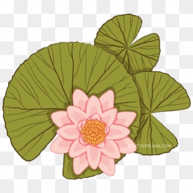 Sacred Lotus , Png Download - Sacred Lotus, Transparent Png - water lilies png