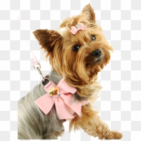 Fancy Small Dog, HD Png Download - small dog png