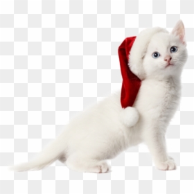 Transparent Christmas Cat Png - Christmas Cat Transparent Background, Png Download - christmas cat png