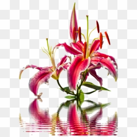 Lily Blossom Bloom Lilies Flower Pink Lily Nature - Lily, HD Png Download - water lilies png