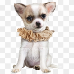 Chihuahua Dog Png, Transparent Png - small dog png