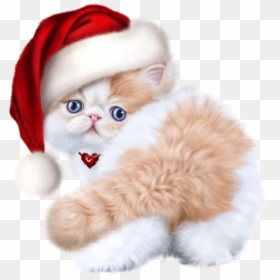 Baby Kitten Baby Cats, HD Png Download - christmas cat png