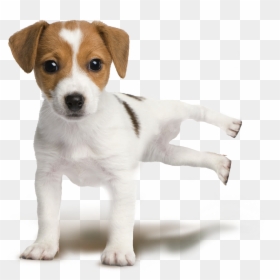 Brown And White Mutt Dog, HD Png Download - small dog png