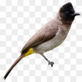 Black Headed Bulbul, HD Png Download - birds png images