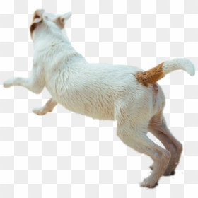 Transparent Running Dog Png - Dog Running Side View Png, Png Download - puppy.png