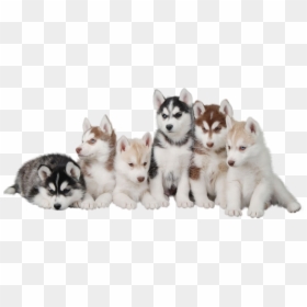 Siberian Husky Puppy Maltese Dog Morkie - Husky Puppy Png, Transparent Png - puppy.png