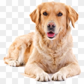 Golden Sitting Pet Dog Cat Hair Puppy Clipart - Golden Retriever Transparent Background, HD Png Download - puppy.png