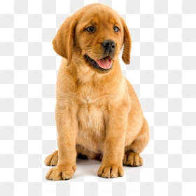 Transparent Labrador Clipart - Labrador With Transparent Background, HD Png Download - puppy.png