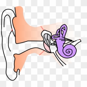 Diagram Of Ear For Class 8, HD Png Download - ear clipart png