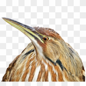 Bittern, HD Png Download - real birds png