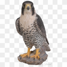 Peregrine Falcon Bird Of Prey Real Life Vivid Arts - Peregrine Falcon Garden Ornament, HD Png Download - real birds png