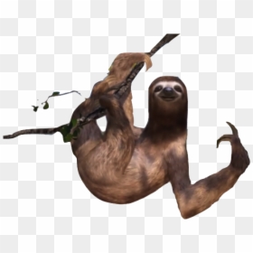 Sloth Png Transparent Images - North American River Otter, Png Download - sloth.png