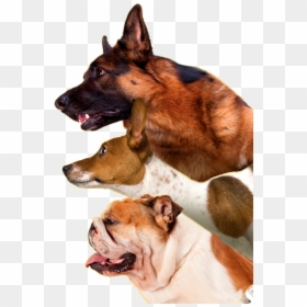 Dog Yawns, HD Png Download - sad puppy png