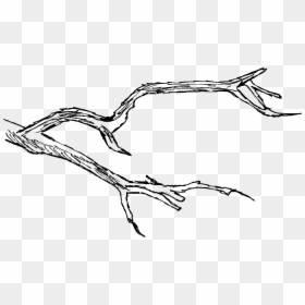 Branch Drawing, HD Png Download - png drawings