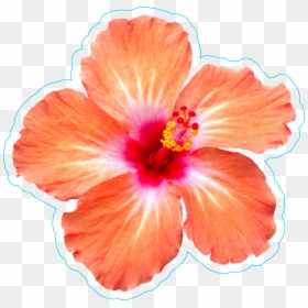 Transparent Hibiscus Border Png - Hibiscus Flower Sticker Png, Png Download - hibiscus border png