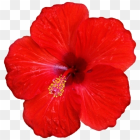 Clip Art Red For Free - Gumamela Clipart, HD Png Download - hibiscus border png