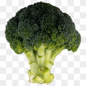 Real Life Broccoli - Broccoli, HD Png Download - brocolli png