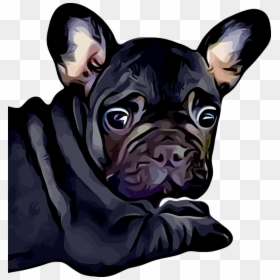 French Bulldog, HD Png Download - bulldog face png