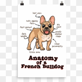 Transparent Pug Face Clipart - French Bulldog Clipart, HD Png Download - bulldog face png