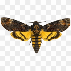 Moth - Acherontia Atropos, HD Png Download - butterflys png