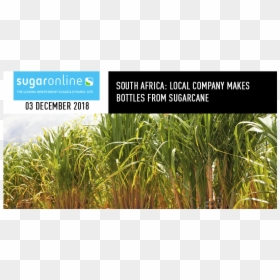 Sweet Grass, HD Png Download - sugarcane png