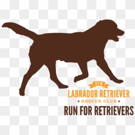 Run For Retrievers Logo - National Day Laborer Organizing Network, HD Png Download - labrador retriever png