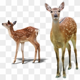 White-tailed Deer Red Deer Sika Deer Tiger - Deer And Fawn Png, Transparent Png - deer png image