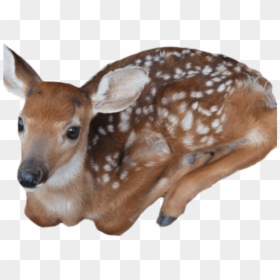 Deer Png Transparent Images - Baby Sika Deer Transparent, Png Download - deer png image