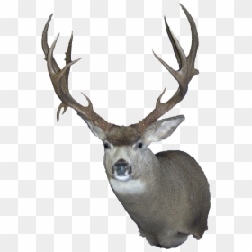 Deer Png -mule Deer Wall Clear - Mule Deer Transparent, Png Download - deer png image