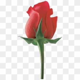 Rose Png - Love Flower For Girlfriend, Transparent Png - beautiful flower png