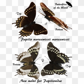 Tourism, HD Png Download - butterflys png