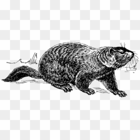 Art,monochrome Photography,carnivoran - Ground Hog Drawing, HD Png Download - groundhog day png