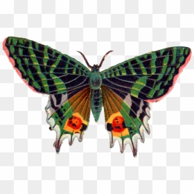 Butterfly Png Image - Hd Butterfly, Transparent Png - butterfly png image