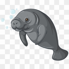 Walrus Clipart Transparent Background Sea Creature - Manatee Clipart, HD Png Download - sea creatures png