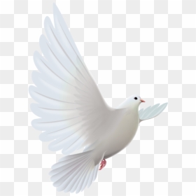 Clipart Bird Descending - Transparent White Dove Png, Png Download - vhv