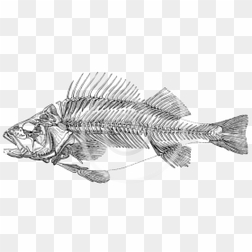 Transparent Skeletons Png - Fish Skeleton Png, Png Download - fish black and white png