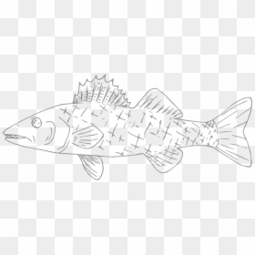 Willards Walleye - Striped Burrfish, HD Png Download - fish black and white png