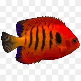 Copperband Butterflyfish, HD Png Download - angelfish png