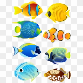 Transparent Coral Reef Clipart Png - Coral Reef Fish Clipart, Png Download - angelfish png