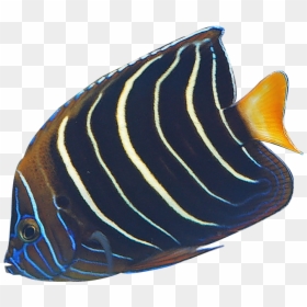 Transparent Angelfish Clipart - Transparent Angel Fishes, HD Png Download - angelfish png