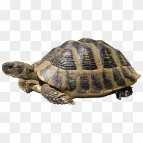 Tortoise Hermanns Png Best Image Transparent - Tortoise Png, Png Download - sea turtle clipart png