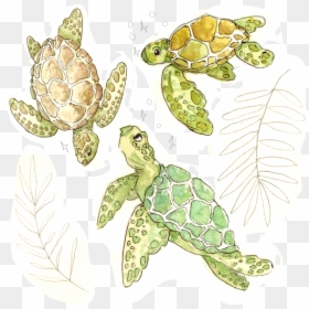 Illustration, HD Png Download - sea turtle clipart png