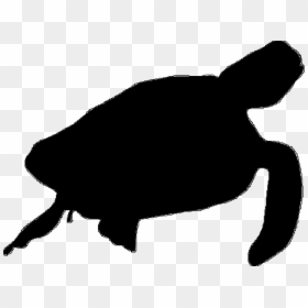 Sea Turtle Clipart Sea Life - Sea Animals Silhouette Png, Transparent Png - sea turtle clipart png