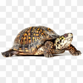 Box Turtle Png, Transparent Png - turtle.png