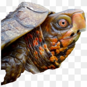 Turtle's Neck, HD Png Download - turtle.png