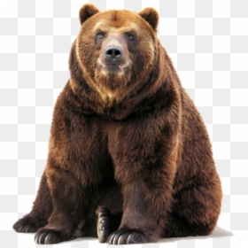 Bear Png Image - Grizzly Bear White Background, Transparent Png - bear png images