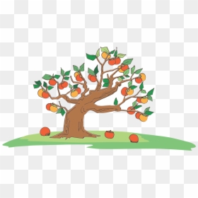 Botany,plant,leaf - Cartoon Background Tree With Fruit, HD Png Download - persimmon png