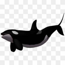 Baby Whale Killer Whale Clip Art - Killer Whale Transparent Background, HD Png Download - cartoon whale png
