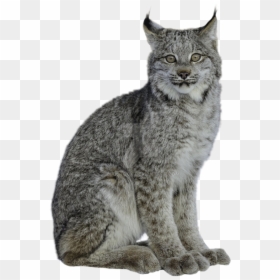 Clip Art Motley Lynx On A - Lynx Animal Transparent Background, HD Png Download - gray cat png